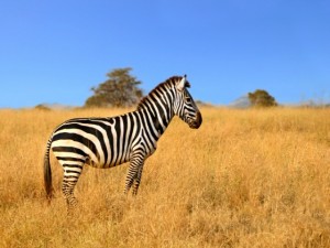 zebra - tanzania