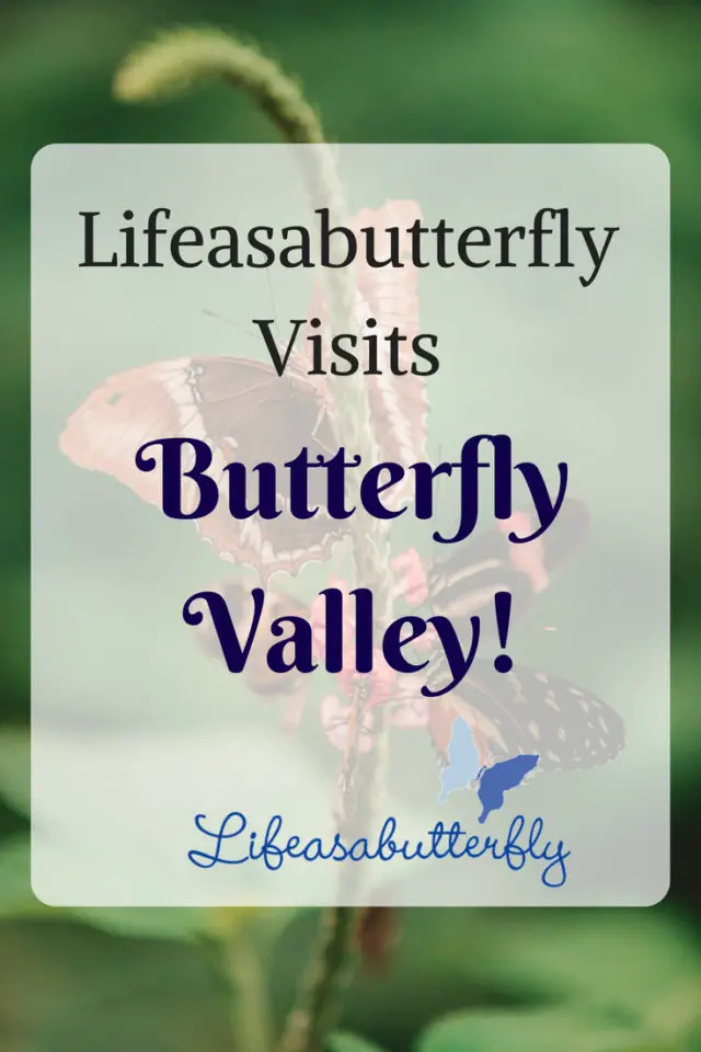 Lifeasabutterfly visits Butterfly Valley!